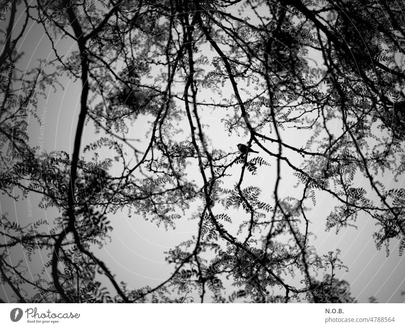 Ein Vogel sitzt auf Zweigen in SW sw Schwarzweißfoto schwarzweiss in farbe Zweige u. Äste Einsamkeit allein dunkel Depression depressiv dark stille Ruhe