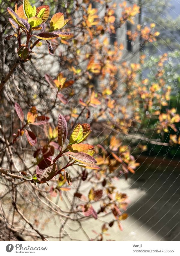 Blätter im Frühling Blatt Natur grün Laub Laubwerk menschenleer Pflanze Saison im Freien Innenhof Neuanfang draußen Sonnenstrahlen Sonnenschein Licht Schatten