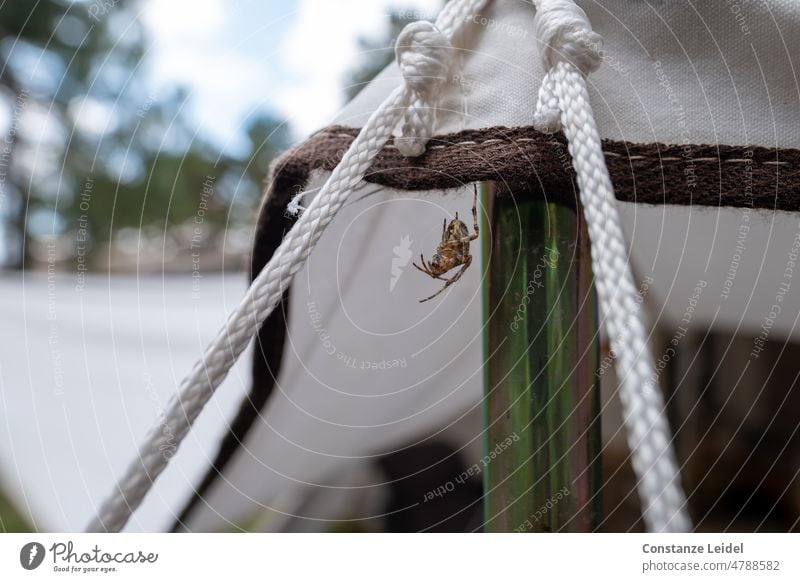 Spinne am Zelt auf Campingplatz. Spinnennetz Natur Tier Netz Außenaufnahme Insekt Beine Angst Ekel Panik bedrohlich gruselig beobachten gefährlich Jagd warten