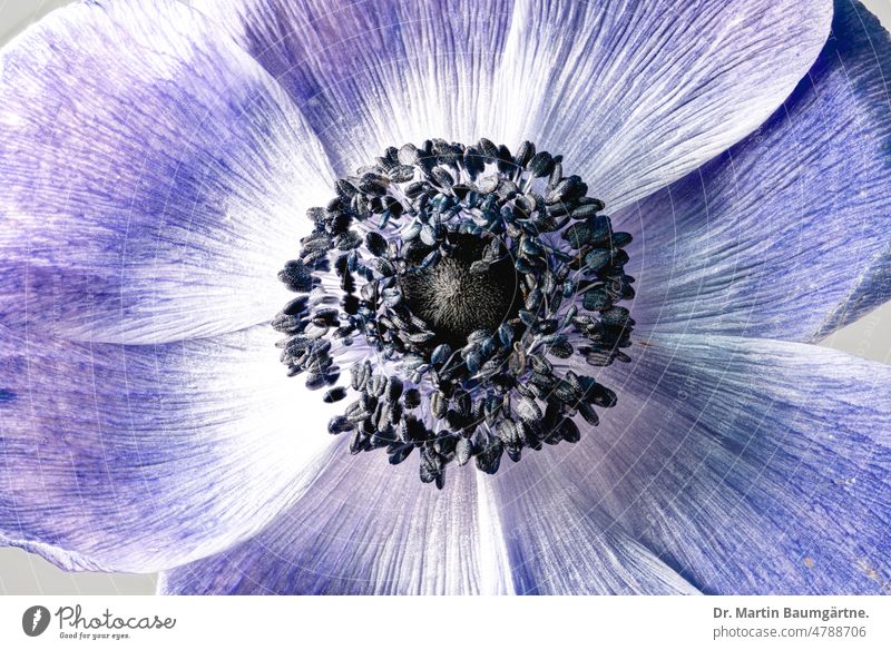 Kronenanemone, Anenone coronaria, blaue Sorte; High-Key-Foto Gartenform Auslese Blüte blühen Blume Schnittblume Zierblume Staubblätter Blütenblätter Nahaufnahme