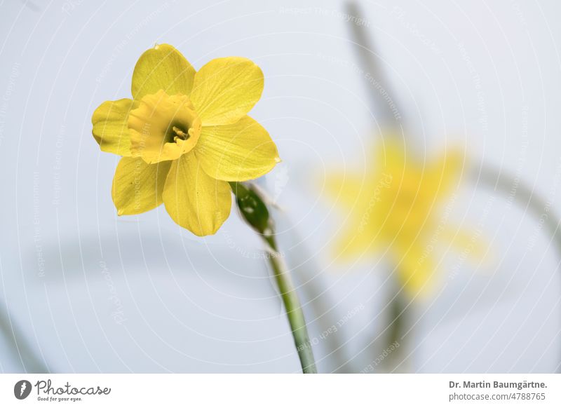 Narcissus, Narcissus 'Tête-à-Tête' Kultivar, Zwiebelblume Narzisse Pflanze Blume Geophyt Frühlingsblüher Blüte Blüten blühen Frühjahr gelb High Key