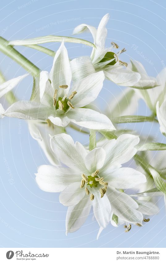 Milchstern, Ornithogalum umbellatum, Zwiebelblume aus Mitteleuropa Pflanze Blume Geophyt Frühlingsblüher Blüte Blüten blühen weiß Frühjahr winterhart