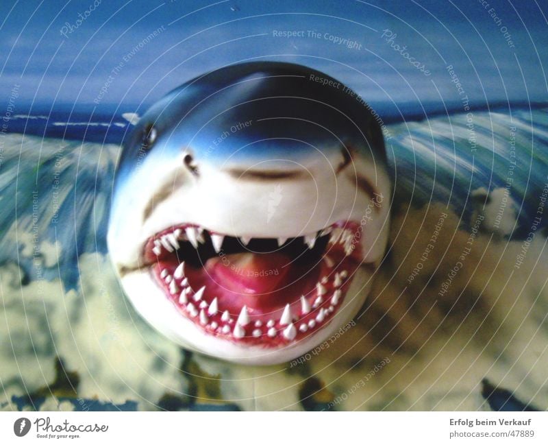 und der Haifisch, der hat Zähne... Meer Sylt bissig Meerestiefe Gebiss Schwimmhilfe