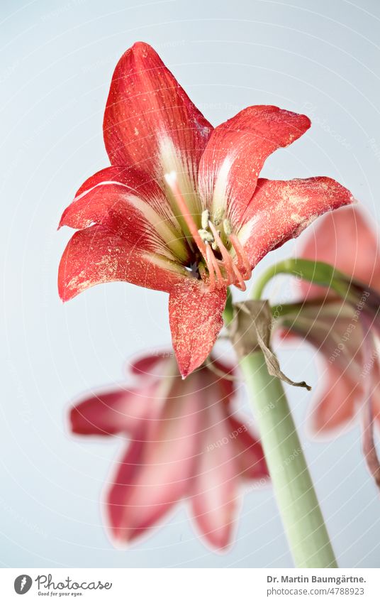 Hippeastrumhybride - Ritterstern, "Amaryllis", High-Key-Aufnahme aus Südamerika Blüte Blüten Zwiebelblume Geophyt High Key High-Key-Foto menschenleer