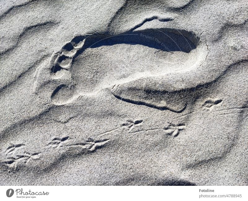 Größenvergleich: eine Fußspur Größe 41 gegen 5 Fußspuren von... keine Ahnung von welchem Vogel diese Spuren sind. Sand Strand grau Barfuß