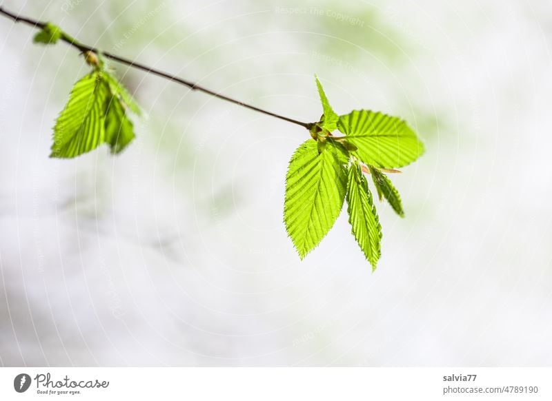 junge  Buchenblätter leuchten im frischen Frühlingsgrün Blätter Blatt Zweige u. Äste hellgrün neu Wald Natur Pflanze Baum Rotbuche Menschenleer Wachstum