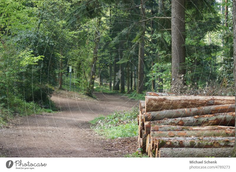 Holz zum Abtransport am Wegesrand gelagert im Wald Bäume Baum Natur Landschaft Menschenleer Außenaufnahme grün Licht Baumstamm Umwelt Pflanze Farbfoto