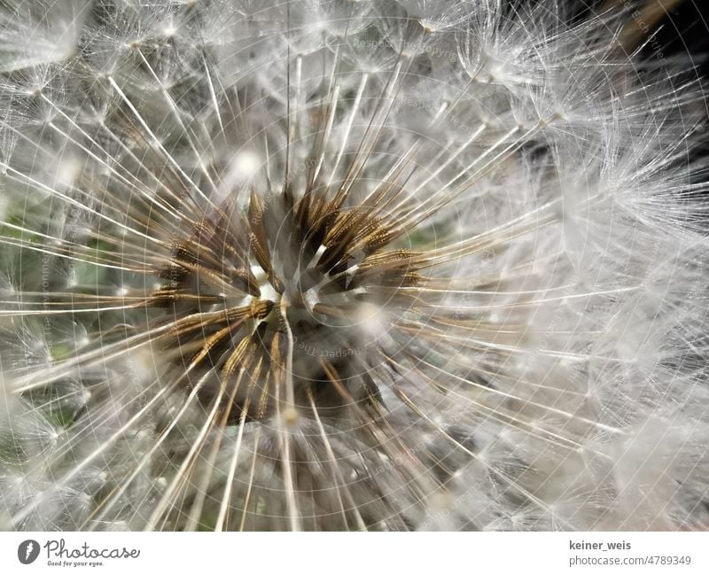 Nahaufnahme einer Pusteblume mit Samen des Wildkrauts Löwenzahn Makro Flugsamen Unkraut Blume Blüte Frucht Dolde Natur Pflanze Makroaufnahme Detailaufnahme