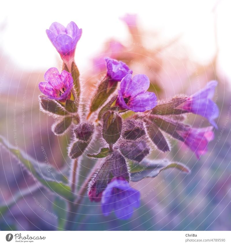 Nahaufnahme von Lungenkraut im Abendlicht Natur Blume Blüte Pflanze Makroaufnahme Detailaufnahme Schwache Tiefenschärfe Außenaufnahme Blütenblatt Blühend