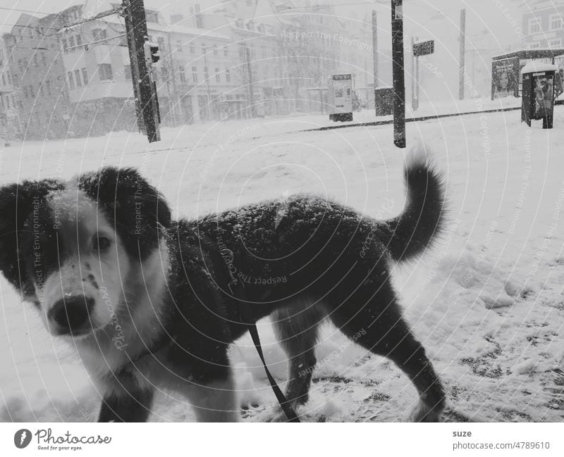 *4.500* Der erste Schnee Hund Welpe Haustier Tier niedlich Reinrassig klein jung Australian Shepherd Winter Winterstimmung Stadt Stadtzentrum Außenaufnahme