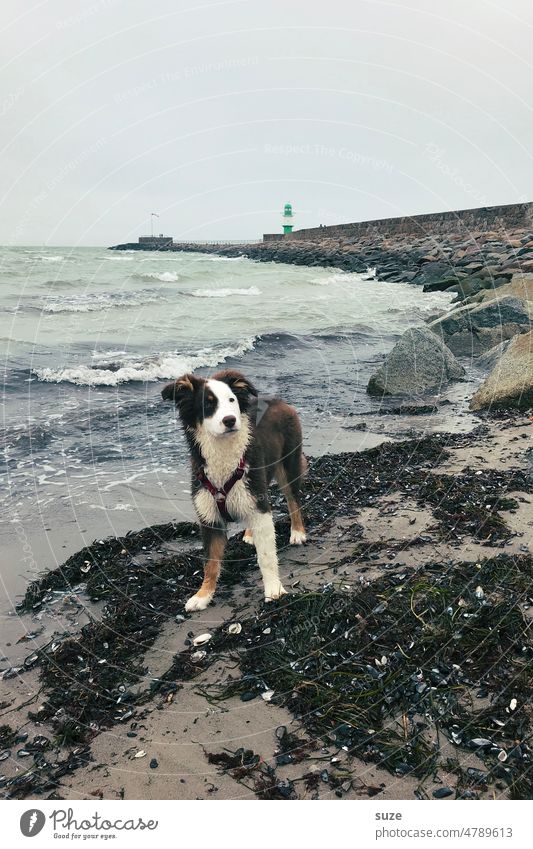Küstenkind Hund haustier Australian Shepherd Tierliebe Außenaufnahme Haustier 1 Tierporträt Tag niedlich Farbfoto Ostsee maritim Strand regnerisch nass