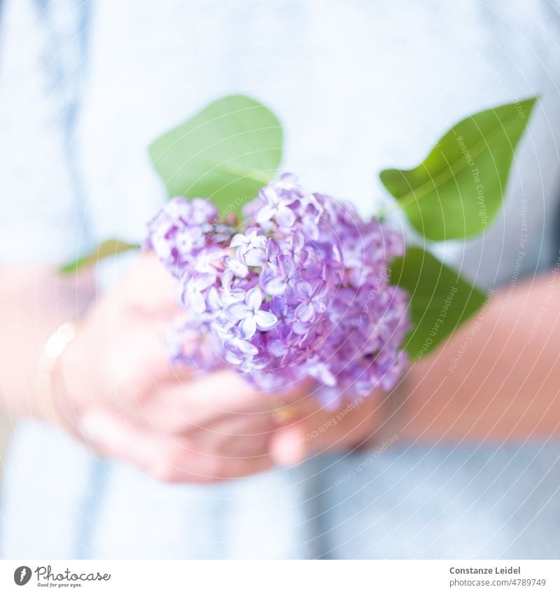 Frauenhände, die Flieder halten violett Frühling Pflanze Blüte Duft Blühend Farbfoto lila Hände Natur Strauß Blume Pastellfarben Garten natürlich Unschärfe