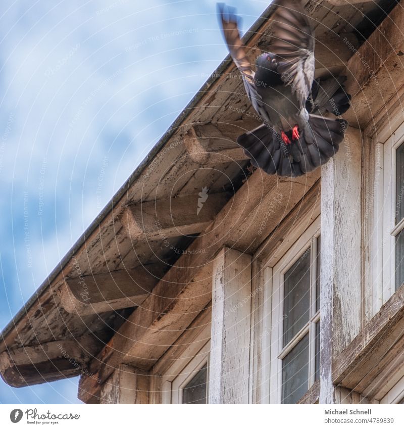 Fliegende Taube an einem alten Haus fliegen fliegend fliegende Vögel flattern flatternd Vogel Himmel Flügel Flügelschlag Tier Vogelflug wild Taubenschlag