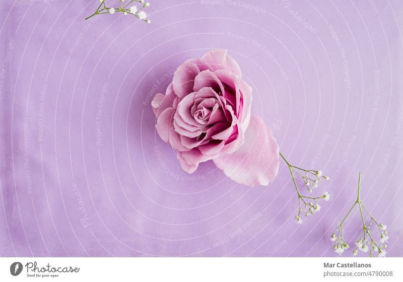 Lila Rose auf einem Hintergrund mit Wasserwellen. Platz zum Kopieren. rosa Blumen purpur weiß kreisen Draufsicht Textfreiraum Einfluss natürlich horizontal