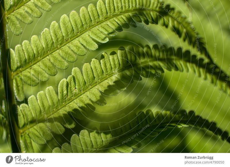 Nahaufnahme eines Farnwedels in Waldlichtung Dryopteris Grünpflanze grün Grüntöne Heilpflanze Pflanze Natur Blatt Außenaufnahme Detailaufnahme Farnblatt Botanik