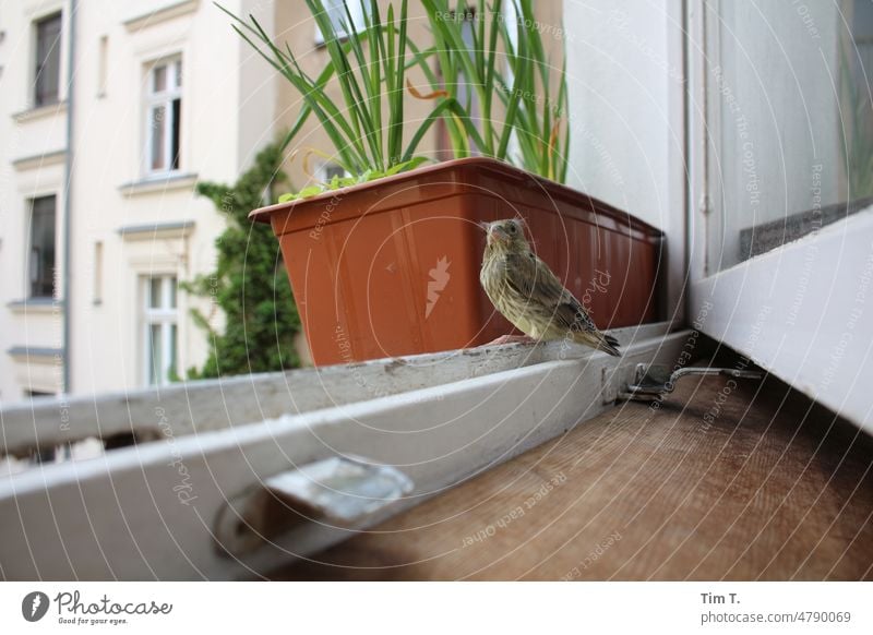 ein junger Vogel sitzt am offenen Fenster Haus Gebäude Tag Berlin Hinterhof Altbauwohnung Altstadt Stadt Hauptstadt Menschenleer Bauwerk