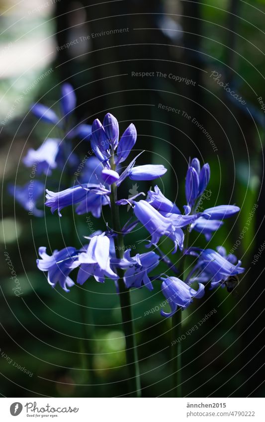 blaue hasenglöckchen lila blüte Stiel Garten Sommer Frühling Bauerngarten Natur Blume violett Blühend Schwache Tiefenschärfe Außenaufnahme grün Nahaufnahme