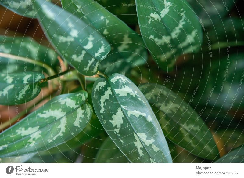 Unmittelbar über der Aufnahme einer Dieffenbachia amoena Textur Farbe hell Makro Wasser Frühling Wachstum Frische frisch Nahaufnahme Hintergrund Schönheit