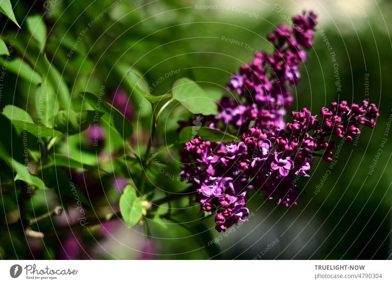 Flieder im Mai - grün das Blattwerk, violett die Blüten, nah lila Traube Dolde Blätter Nahaufnahme geringe Tiefenschärfe Frühling Natur Garten Pflanze Blühend