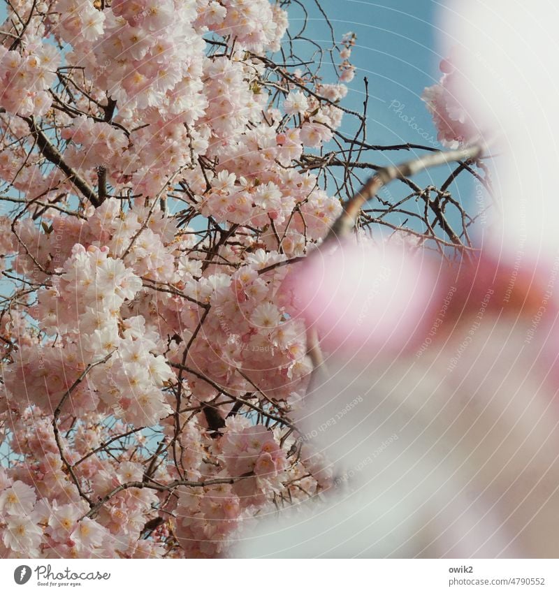 Heißblütig Baumblüte Sonnenlicht Obstbaum Blütenblatt verzweigt Erwartung Blühend Sehnsucht Zweig Pflanze Farbfoto blühen Blauer Himmel üppig (Wuchs) gewachsen