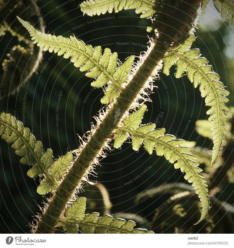 Mal wieder rasieren Farn Grünpflanze Wachstum grün friedlich ruhig Idylle Sträucher Pflanze Strukturen & Formen Farbfoto Totale Wandel & Veränderung