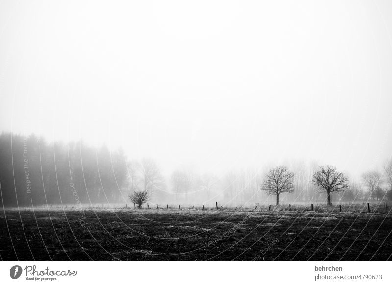 trübe zeiten Trauer Abschied Schwarzweißfoto melancholisch melancholie Baum Nebel geheimnisvoll mystisch Einsamkeit Landwirtschaft Kälte Natur Umwelt kalt Acker