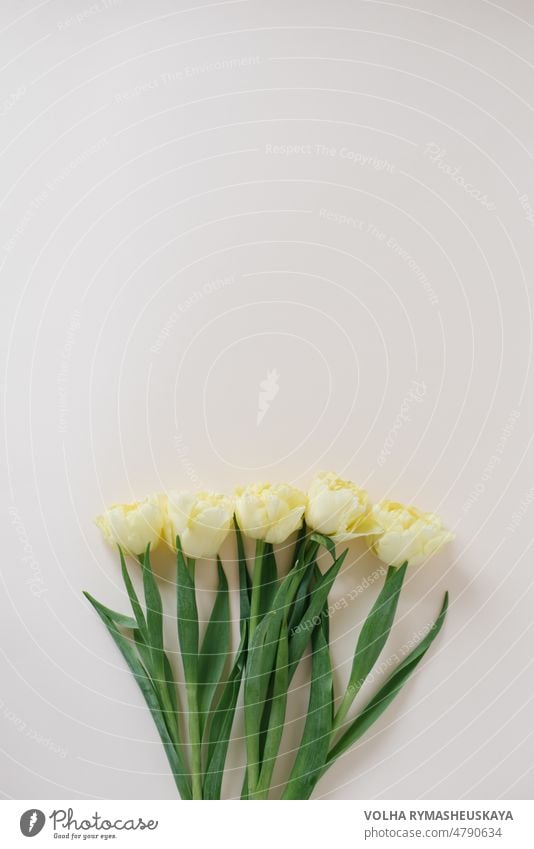 Zarte frühlingsgelbe Tulpen auf einem pastellbeigen Hintergrund. Postkarte für den Frauentag. Flach gelegt. Platz zum Kopieren Mutter romantisch Blumenstrauß