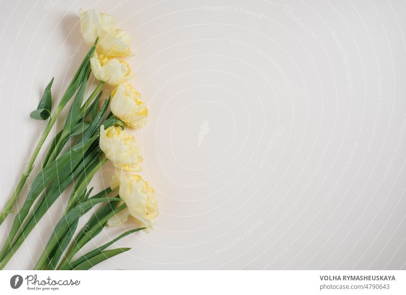 Komposition von Blumen. Gelbe Tulpe Blumen auf einem hellen Hintergrund. Valentinstag, Muttertag, Frauentag Konzept. Flachlage, Draufsicht Blatt Rahmen