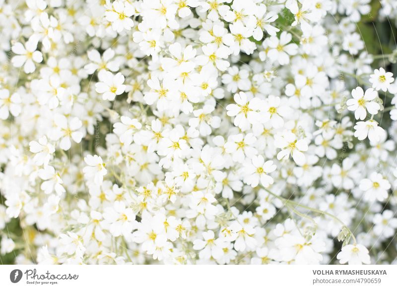 Blumendruck oder Hintergrund von weißen Jaskolka-Blumen im Sommer im Garten. Schnelle Blüte der Bodendeckerblumen Pflanze im Freien hell geblümt Blütezeit grün
