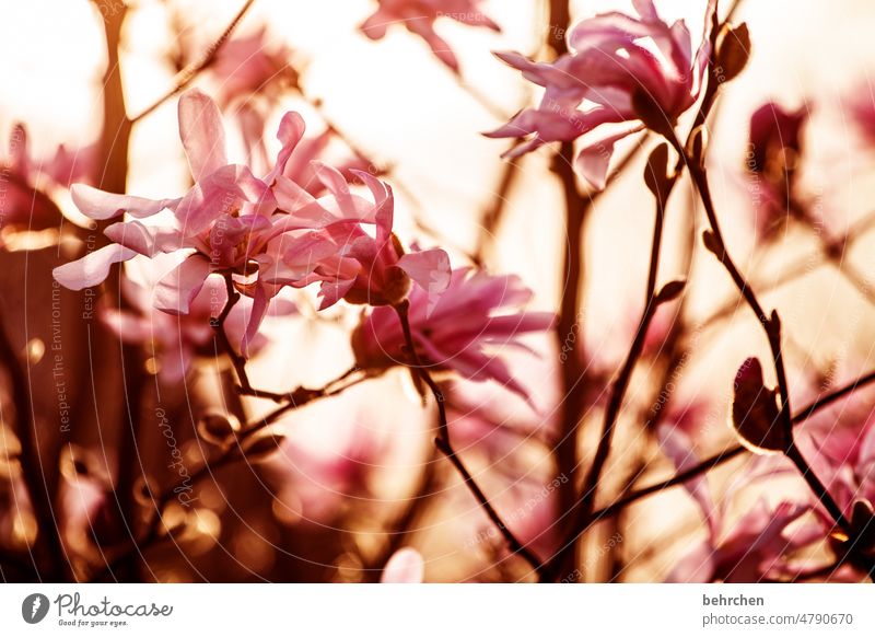 magnolienzauber rosa Blütenblätter Blütenblatt Garten schön Dämmerung Gegenlicht Sonnenuntergang Natur Blume blühen Duft sommerlich zart Leichtigkeit