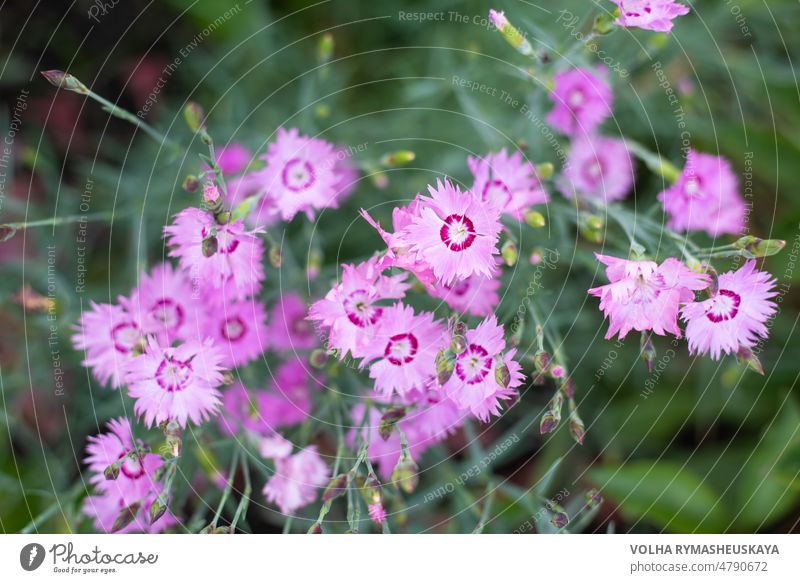 Panoramaansicht von Dianthus repens auf grünem Farbbokeh Blume Blüte geblümt Natur Nelkengewächse Schönheit rosa schön Blütezeit Überstrahlung Garten Pflanze