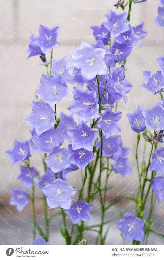Fliederblättrige Glockenblume (Campanula persicifolia) Blüte aus der Nähe Blume Schönheit blau Natur Nahaufnahme Garten Pflanze violett Klingel hell geblümt