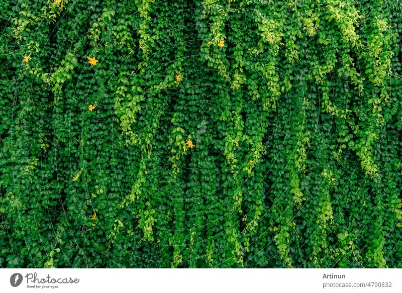 Grüne Ranke Öko-Wand. Grüne Schlingpflanze mit nassen Blättern klettern auf Wand nach regen. Grüne Blätter Textur Hintergrund. Grüne Blätter von Efeu mit Regentropfen. Nachhaltiges Bauen. Nah an der Natur.