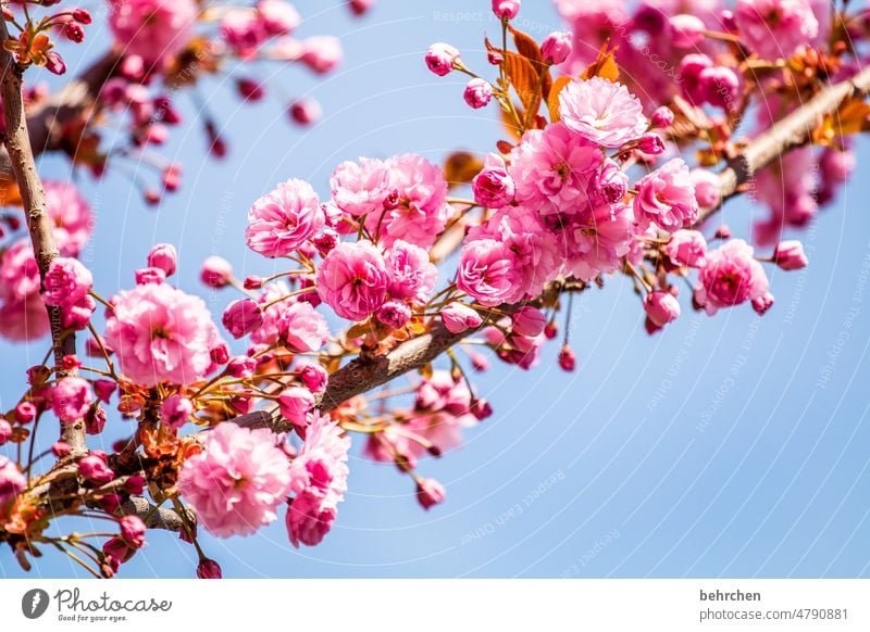 jeder blüte wohnt ein zauber inne pink Baum Pflanze sommerlich Duft Sonnenlicht wunderschön Wärme Farbfoto blühen Blüte Frühling Menschenleer Blume Leichtigkeit