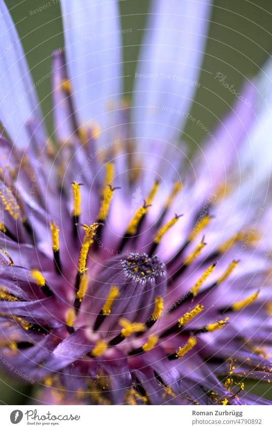 Nahaufnahme einer Blüte Blütenblatt Blütenstempel Blume Detailaufnahme Pollen violett rosarot lila gelb blühen Frühling Natur Schwache Tiefenschärfe Pflanze