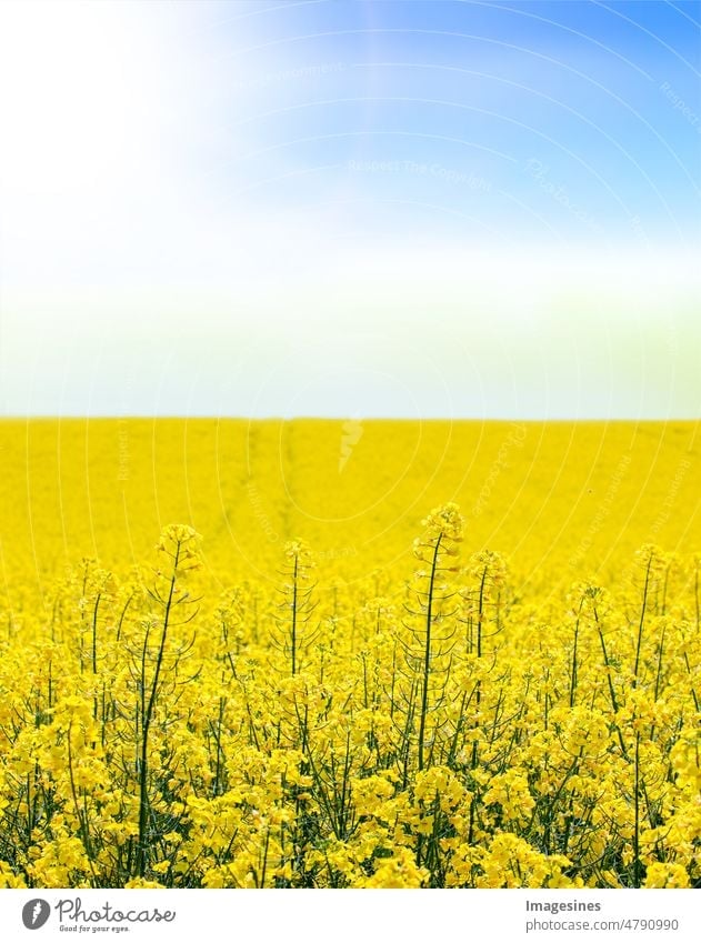 Rapsfeld auf blauem Himmel und Sonnen frühling hintergrund. Landwirtschaftliches Feld für Raps. Feld mit gelben Blumen. Rapsfeld im Frühjahr