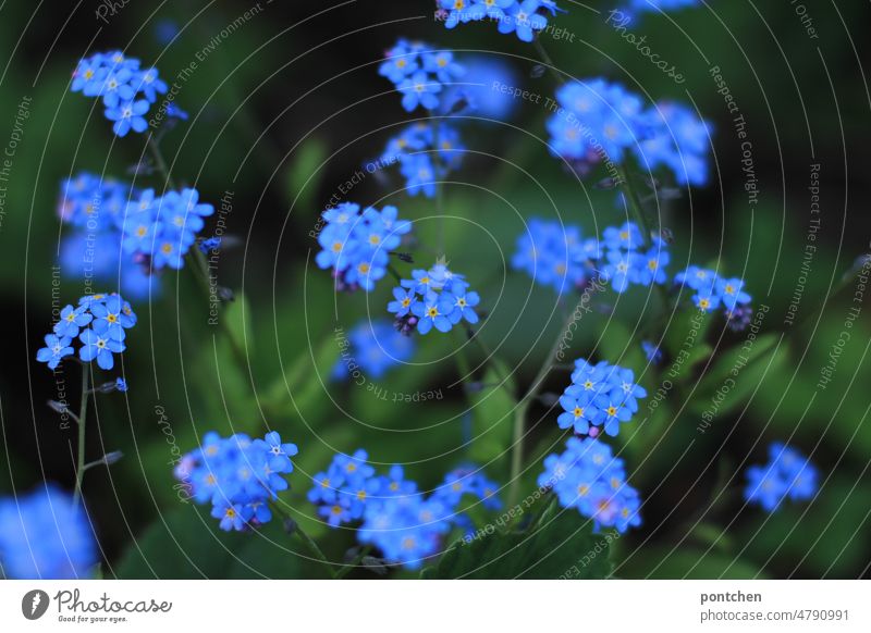 Blaue Blumen im Gras. Ehrenpreis, bach-Ehrenpreis wiese natur ehrenpreis botanik flora blau Blüte Frühling Wiese Garten Blütezeit Nahaufnahme