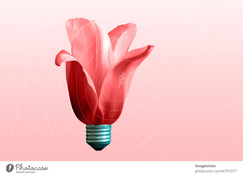 Kreatives Konzept Pflanze Blütenfoto der Tulpe in Form einer Glühbirne. Öko-Licht auf farbigem Hintergrund. Ökologie, Denkkonzept abstrakt Kunst Brainstorming