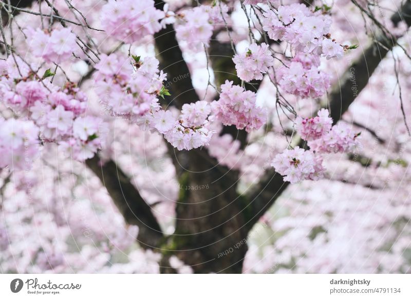 Sakura, Japanische Kirsche in voller Blüte, Prunus serrulata Kanzan Himmel weiß Überstrahlung Blühend Japanische Blütenkirsche rosa Blütenblatt schön Baum