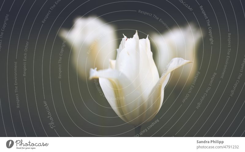 Weisse Tulpen vor dunklem Hintergrund Frühling Duft Schönheit Natur Pollen Pflanze schön Nahaufnahme Blütenblatt Außenaufnahme Blume Farbfoto Garten