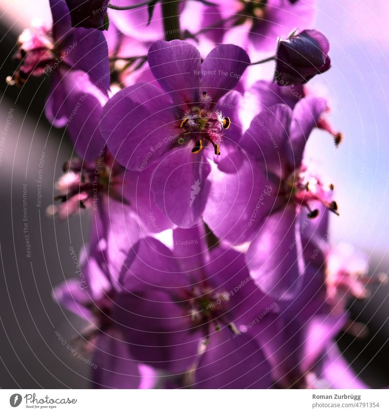 Nahaufnahme einer Blüte Blütenblatt Blütenstempel Blume Detailaufnahme Pollen violett rosarot lila gelb blühen Frühling Natur Schwache Tiefenschärfe Pflanze
