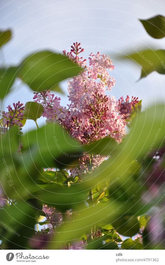 Flieder | er blüht wieder! Pflanze Blüten rosa rosarot hell und dunkel zweifarbig grün grüne Blätter Schärfe Unschärf hoch hinaus Wachstum Entwicklung Natur