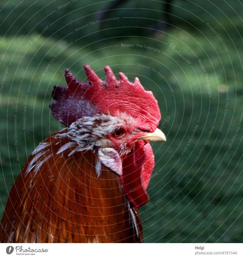 der Hahn im Licht | UT Frühlingslandluft Tierporträt Geflügel Hühnerhof Schatten Profil Außenaufnahme Farbfoto Nutztier Vogel Haushuhn Menschenleer