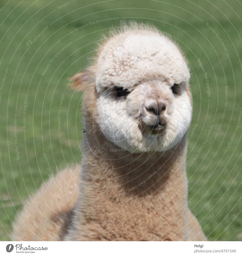 neugieriges Alpaka mit zurückgelegten Ohren | UT Frühlingslandluft Tier Tierporträt Nutztier 1 Blick in die Kamera niedlich Außenaufnahme Tiergesicht