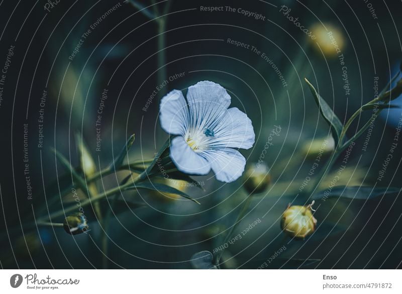 Blauer Flachs Blume in der Nacht, stimmungsvolle Natur Hintergründe blaue Blume Lein Pflanze Mondschein Stimmung dunkel Fee Garten geheimnisvoll neblig geblümt