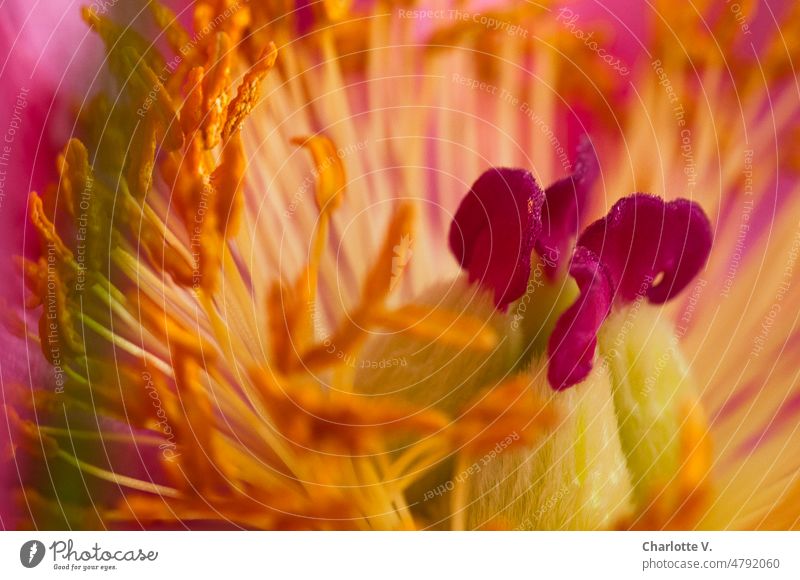Pfingstroseninnenleben in Pink und Gelb mit einem Hauch Grün | Pfingstrose Pfingstrosenstempel Blüte Blume Natur Farbfoto Detailaufnahme Nahaufnahme Blühend