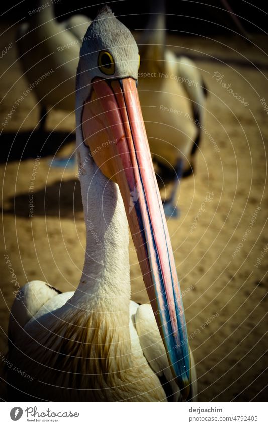 Spieglein  Spieglein an der Wand,  der Pelikan ist der schönste im  ganzen Land. Menschenleer Schnabel Außenaufnahme Farbfoto Wildtier Tier Vogel Tierporträt
