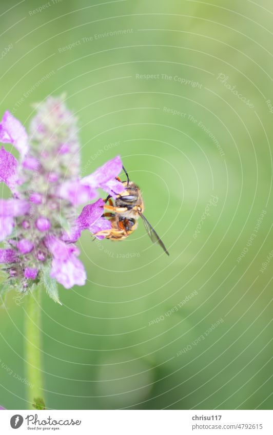 Gartenwollbiene auf einem Ziest Insekt Nahaufnahme Sommer Natur Tier Pflanze Blüte Blume Außenaufnahme Biene Wildtier Farbfoto Nektar Tierporträt Flügel fleißig