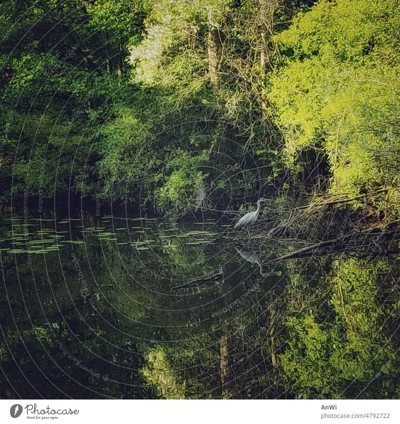Graureiher wartet am grünen Teichufer auf Beute Ufer üppige Vegetation Spiegelung Spiegelung im Wasser Reflexion & Spiegelung Natur Landschaft Seeufer