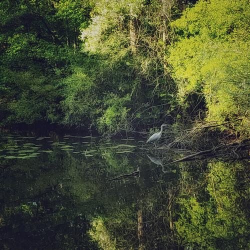 Graureiher wartet am grünen Teichufer auf Beute Ufer üppige Vegetation Spiegelung Spiegelung im Wasser Reflexion & Spiegelung Natur Landschaft Seeufer